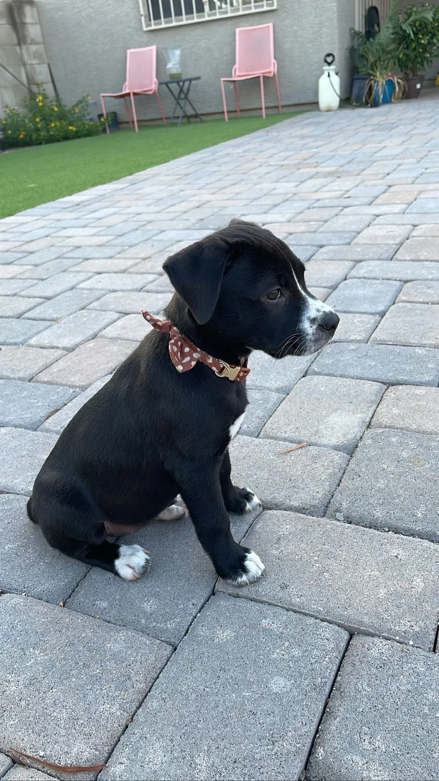 Lost dog in Tucson, AZ, 85714