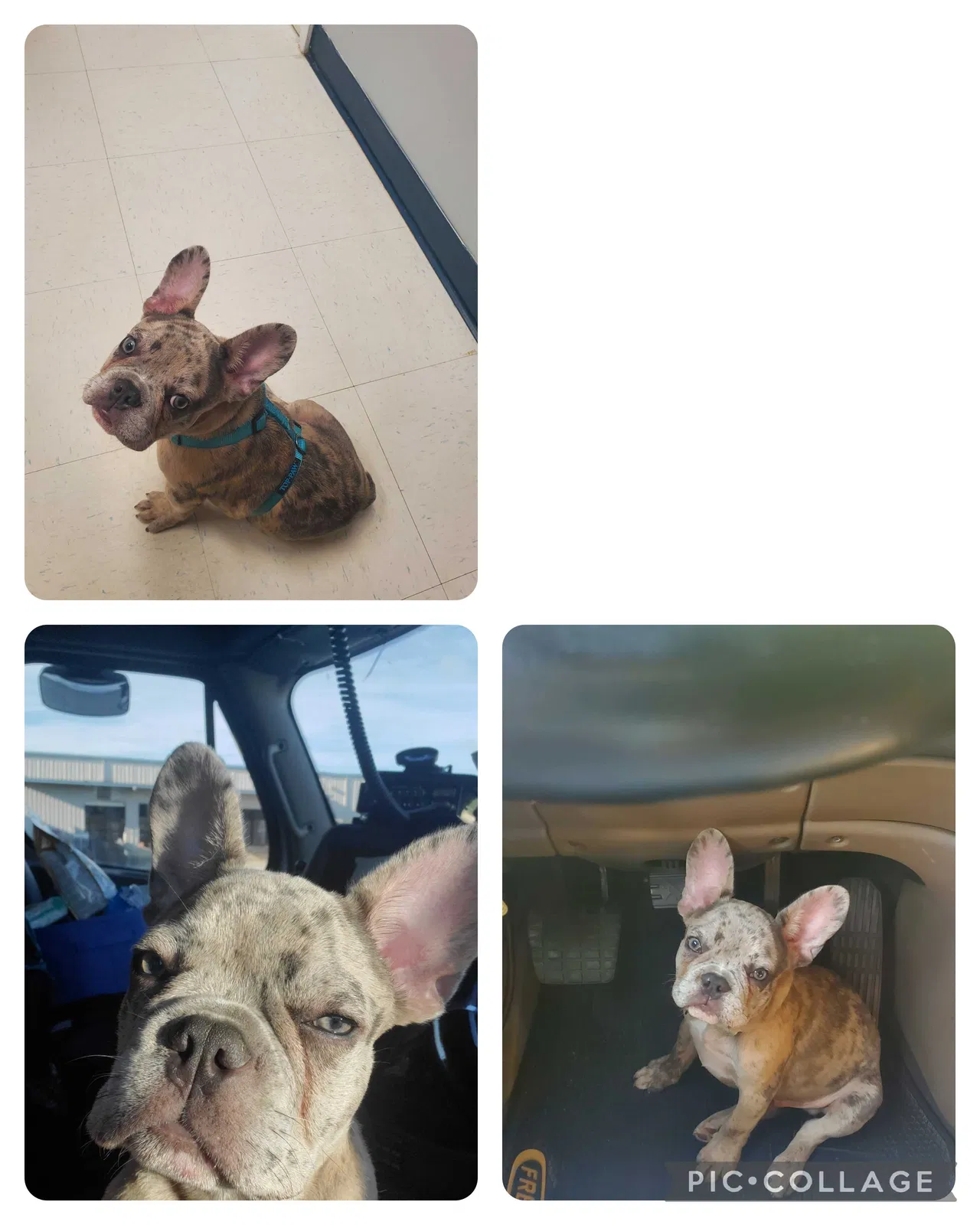 Lost dog in Columbia, SC, 29223