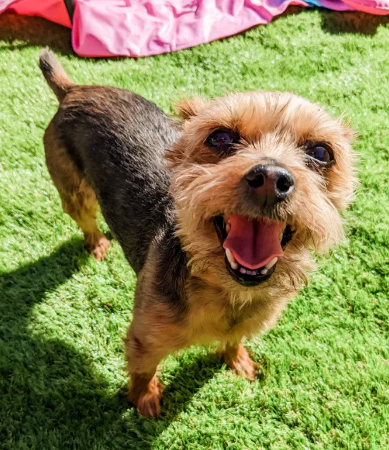 Lost dog in Austin, TX, 78736