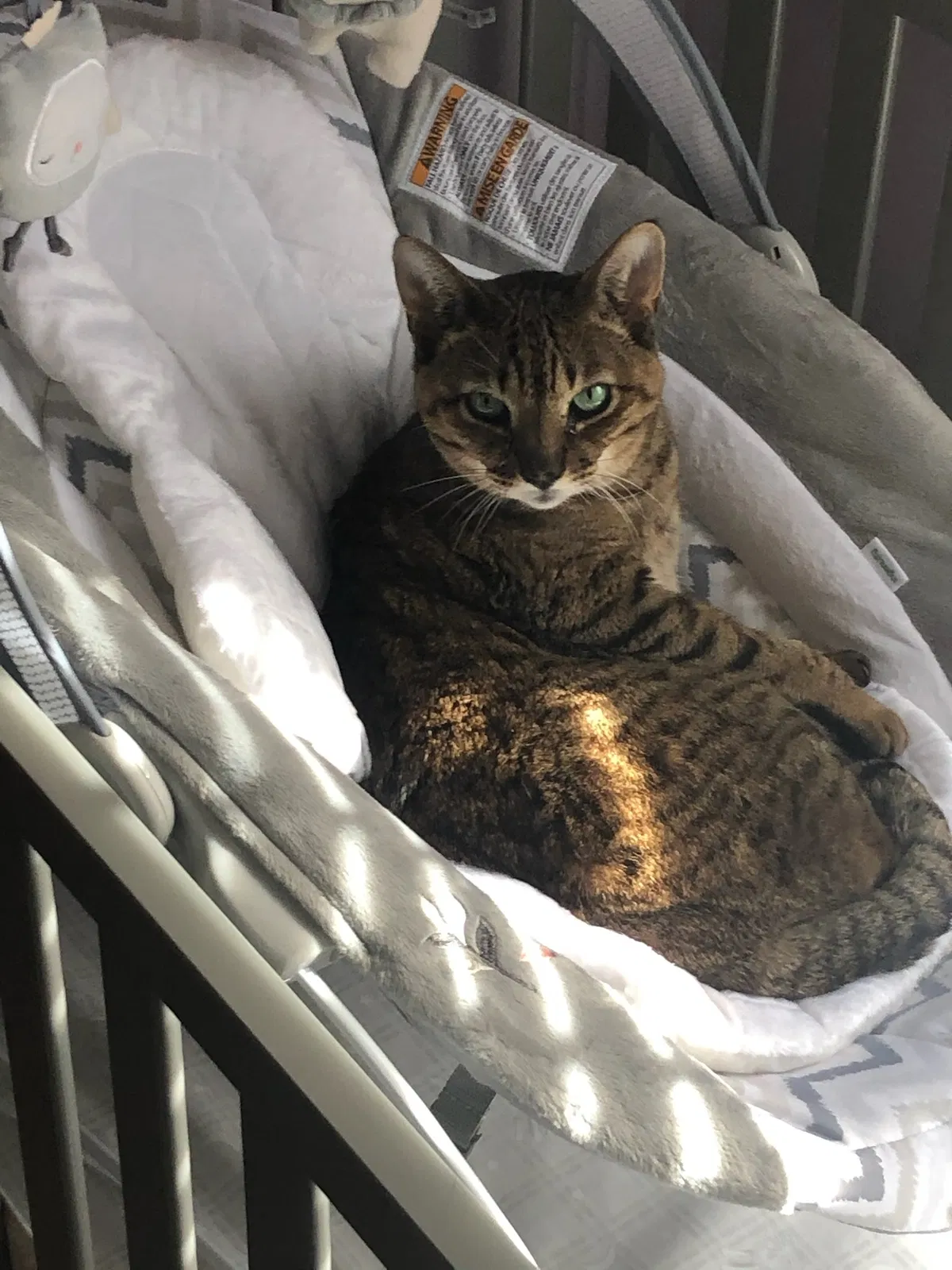 Lost cat in Columbus, OH, 43204