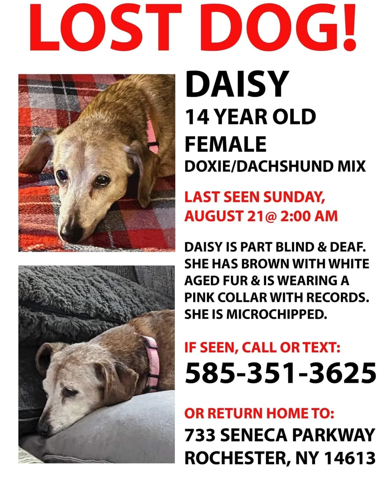 Lost dog in Rochester, NY, 14613