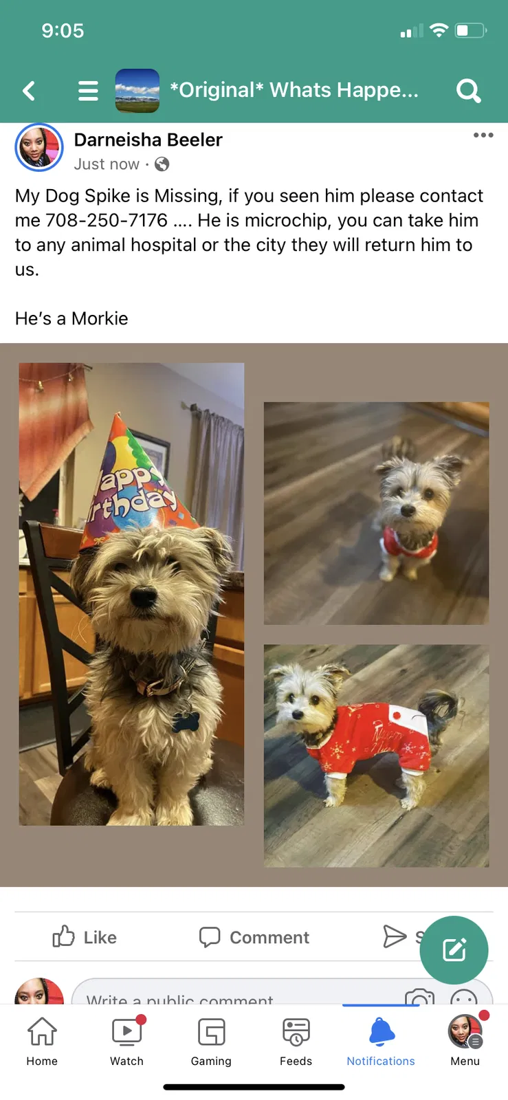Lost dog in Beaumont, CA, 92223