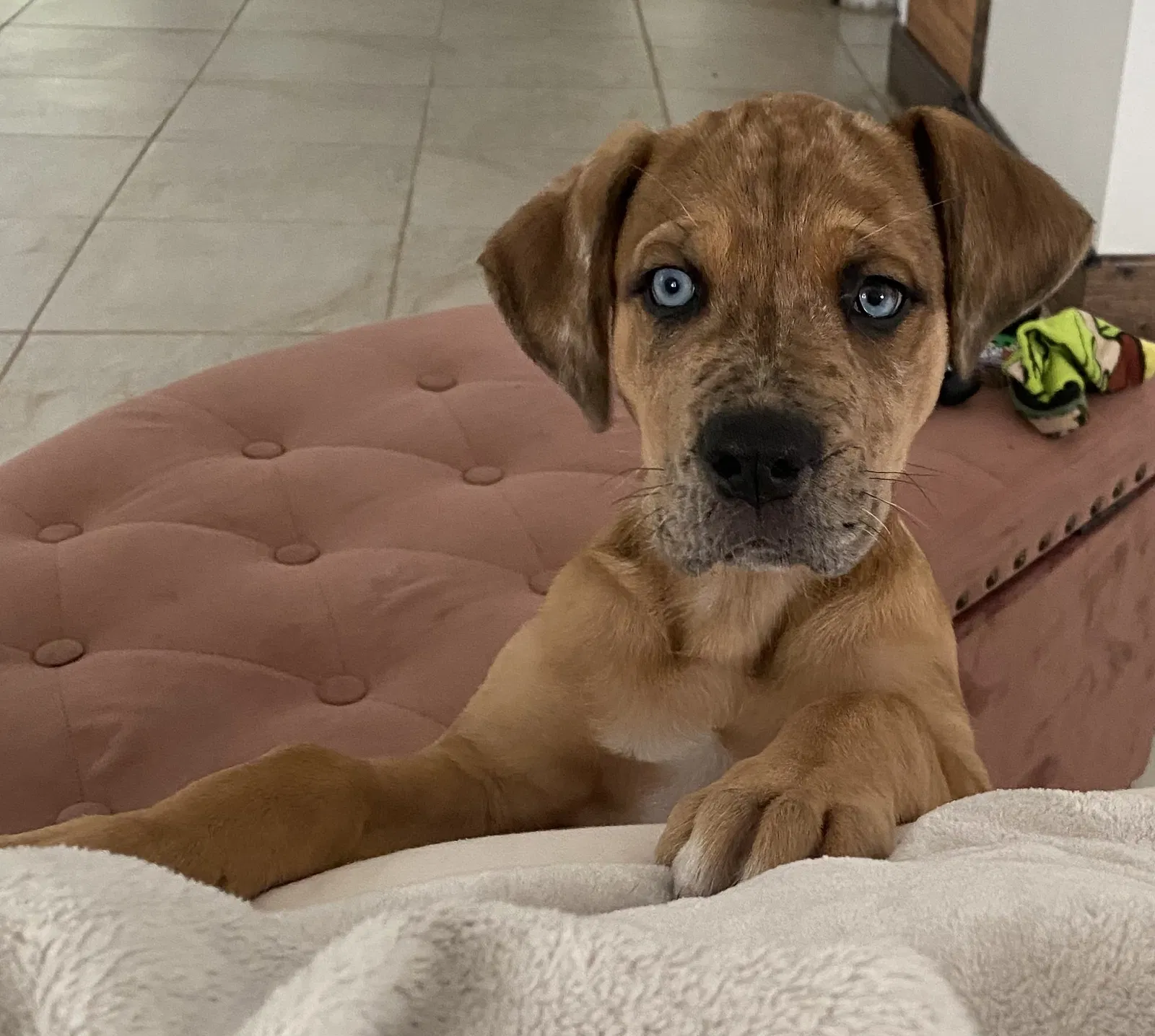Lost dog in Brooksville, FL, 34601