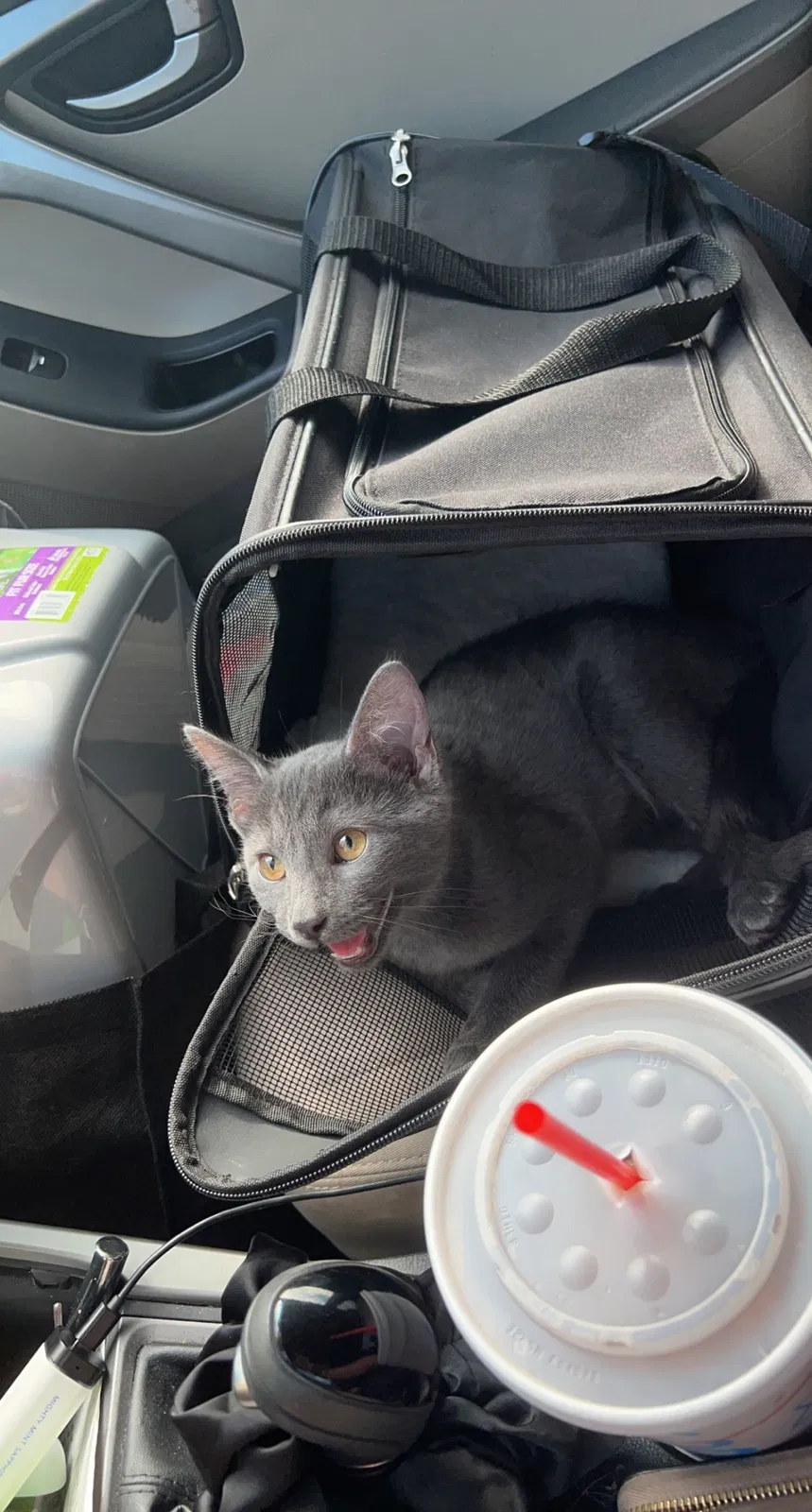Lost cat in Oklahoma City, OK, 73111