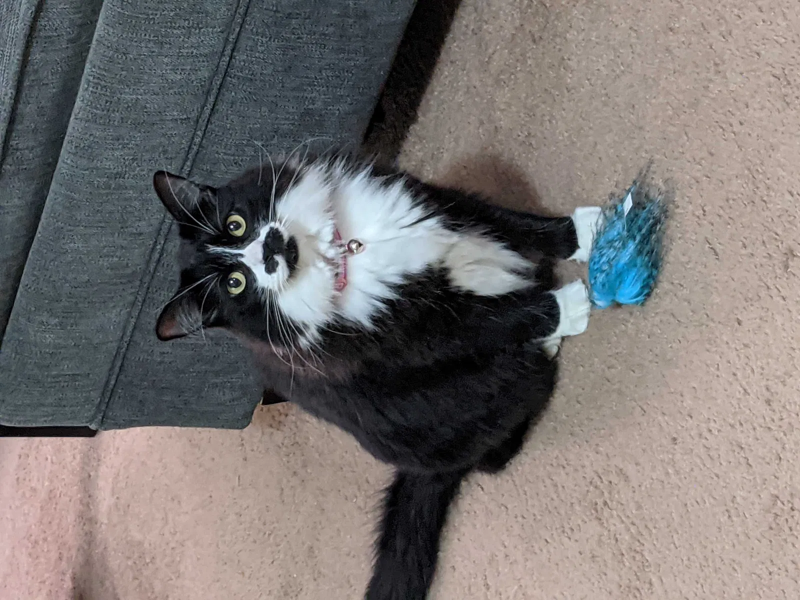 Lost cat in Menomonee Falls, WI, 53051