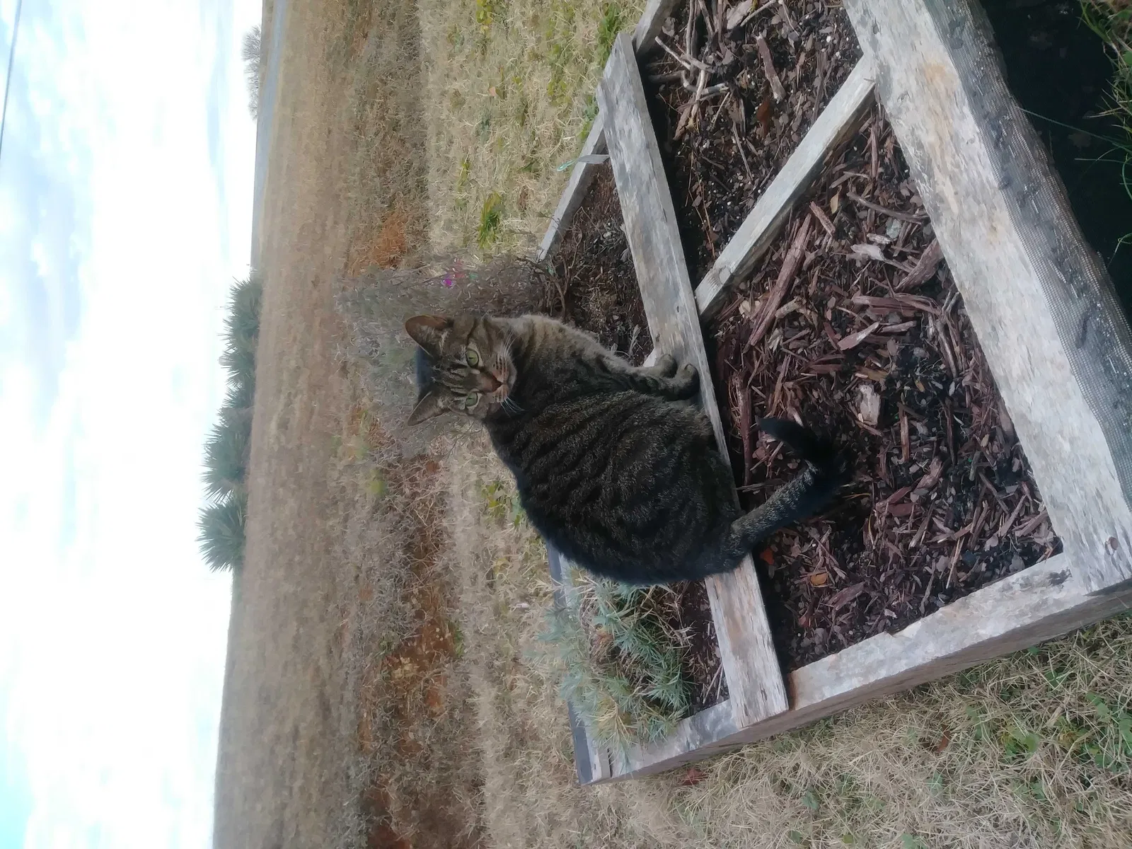 Lost cat in Cherryville, NC, 28021