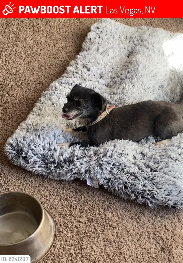 Lost dog in Las Vegas, NV, 89103
