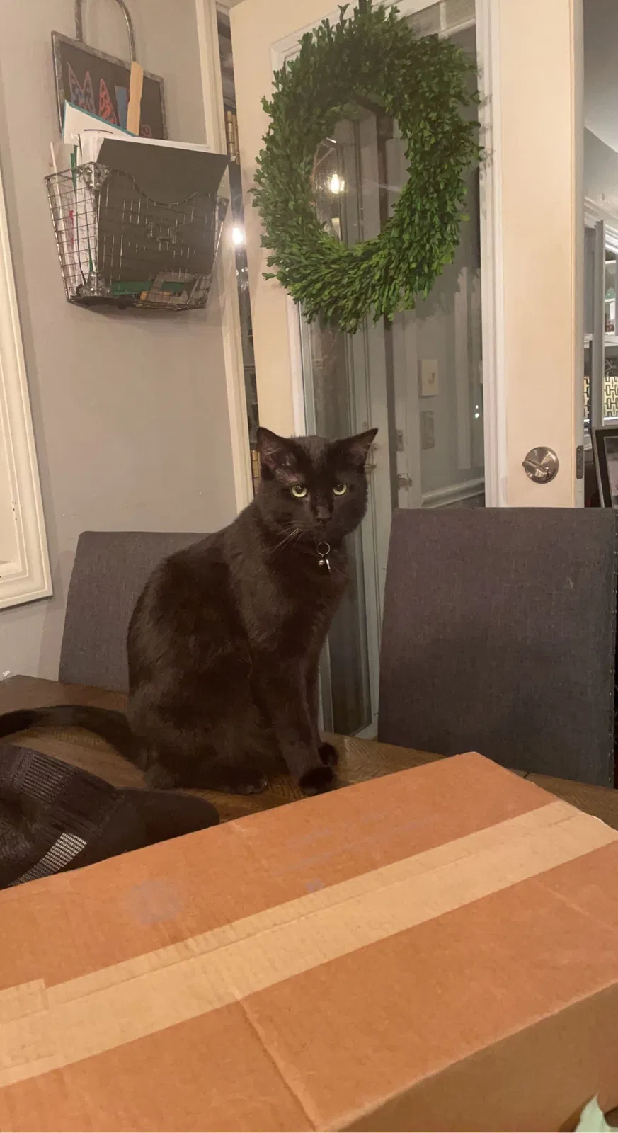 Lost cat in Toledo, OH, 43607