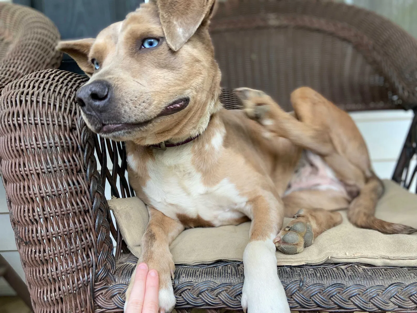 Lost dog in Ruby, SC, 29741