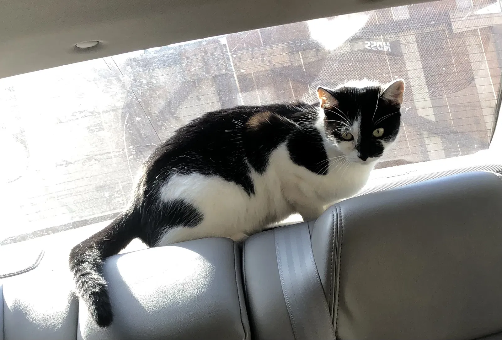 Lost cat in San Diego, CA, 92113