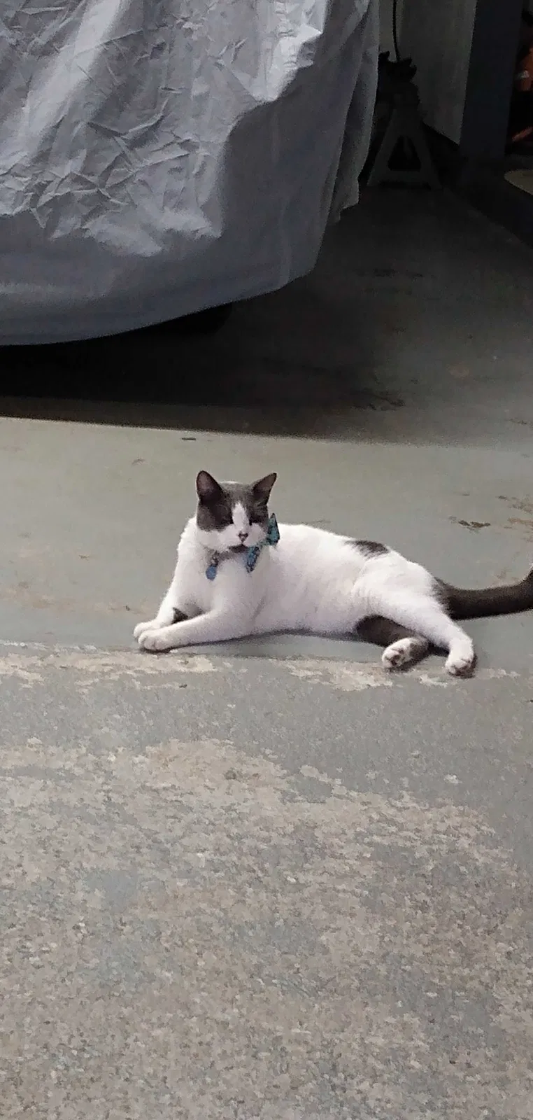 Lost cat in Marrero, LA, 70072