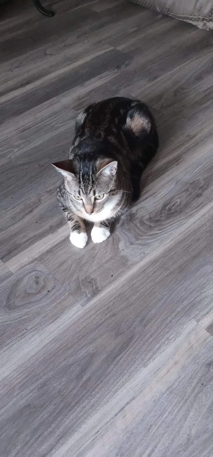 Lost cat in Gresham, OR, 97030