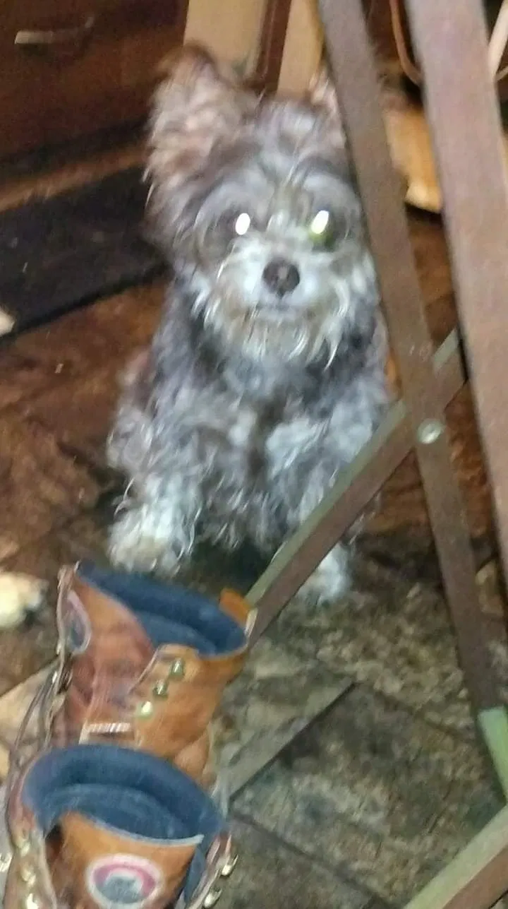 Lost dog in Beeville, TX, 78102