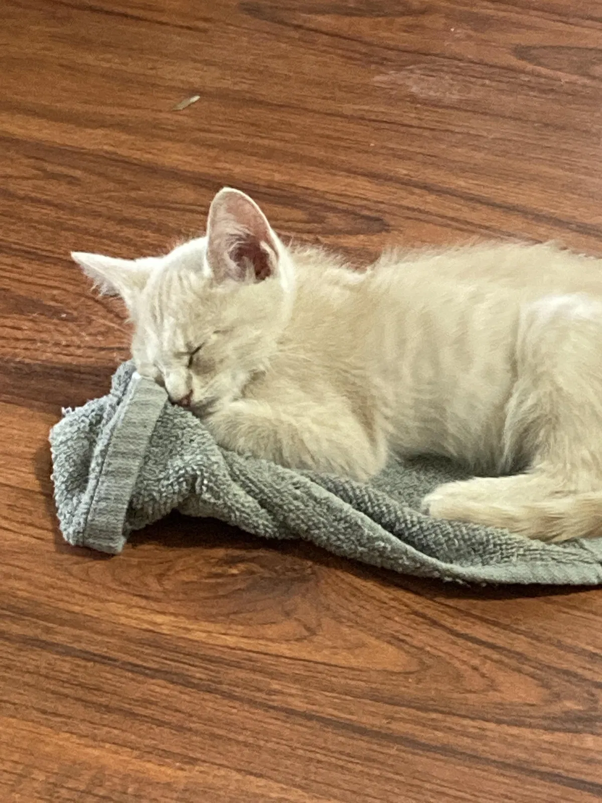 Found cat in Laredo, TX, 78045