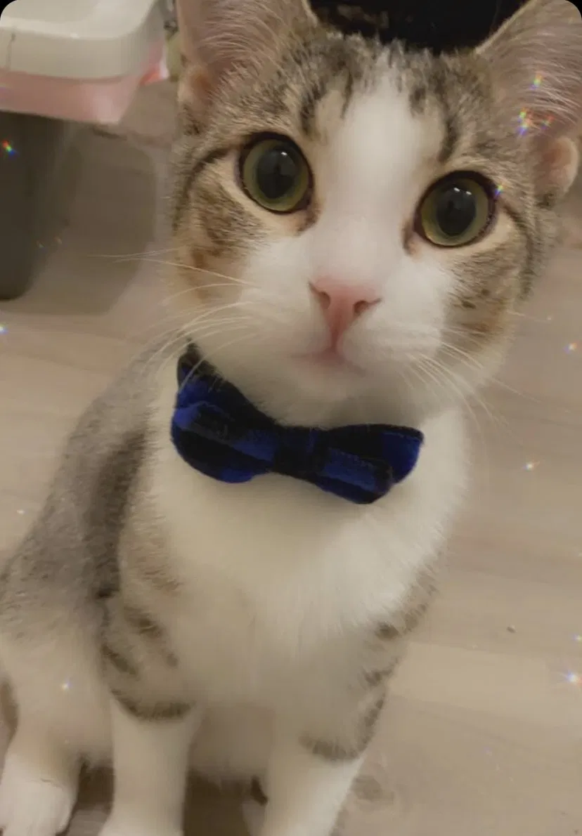 Lost cat in Cleveland, TX, 77328