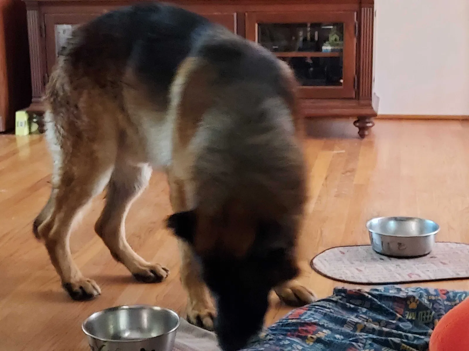 Found dog in Modesto, CA, 95354