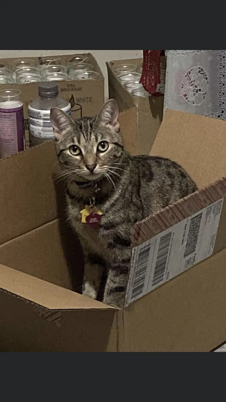 Lost cat in Oceanside, CA, 92054