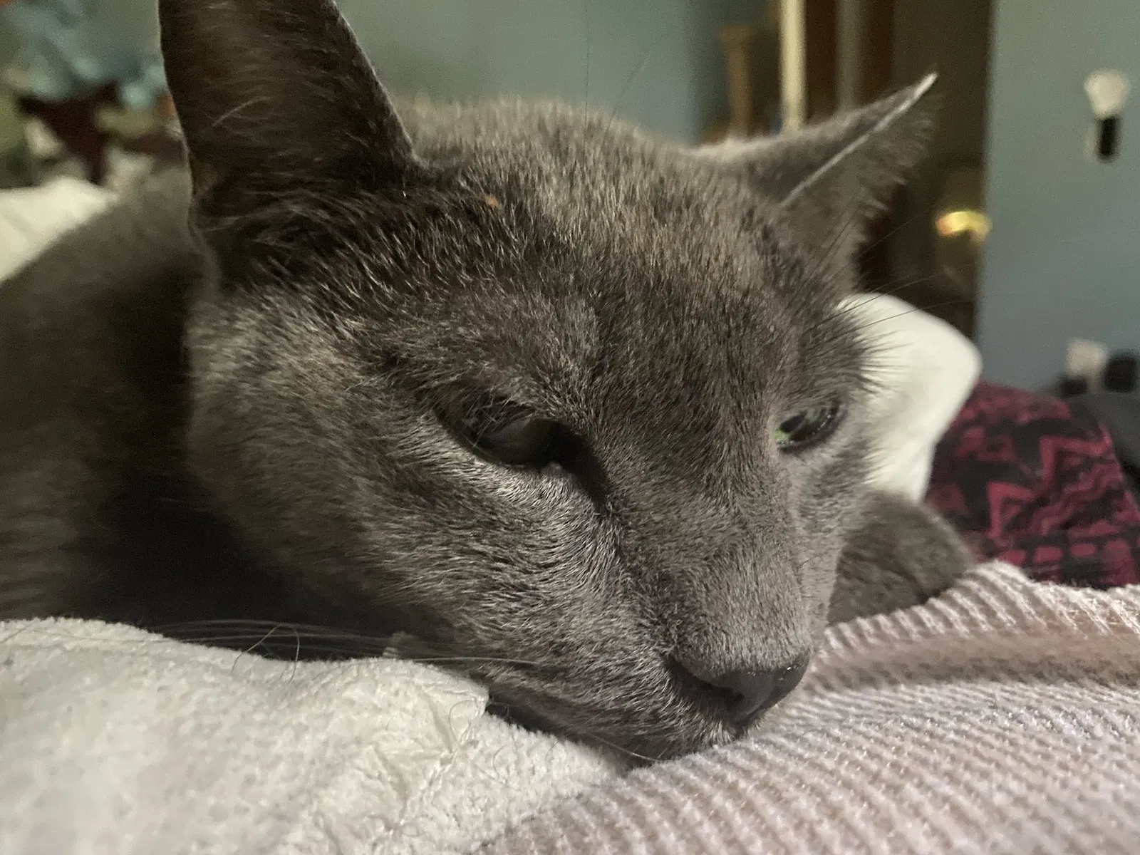 Lost cat in Tyrone, GA, 30290