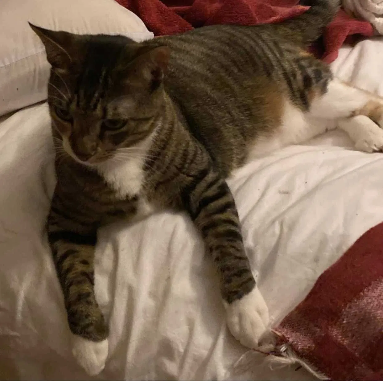 Lost cat in Plant City, FL, 33566