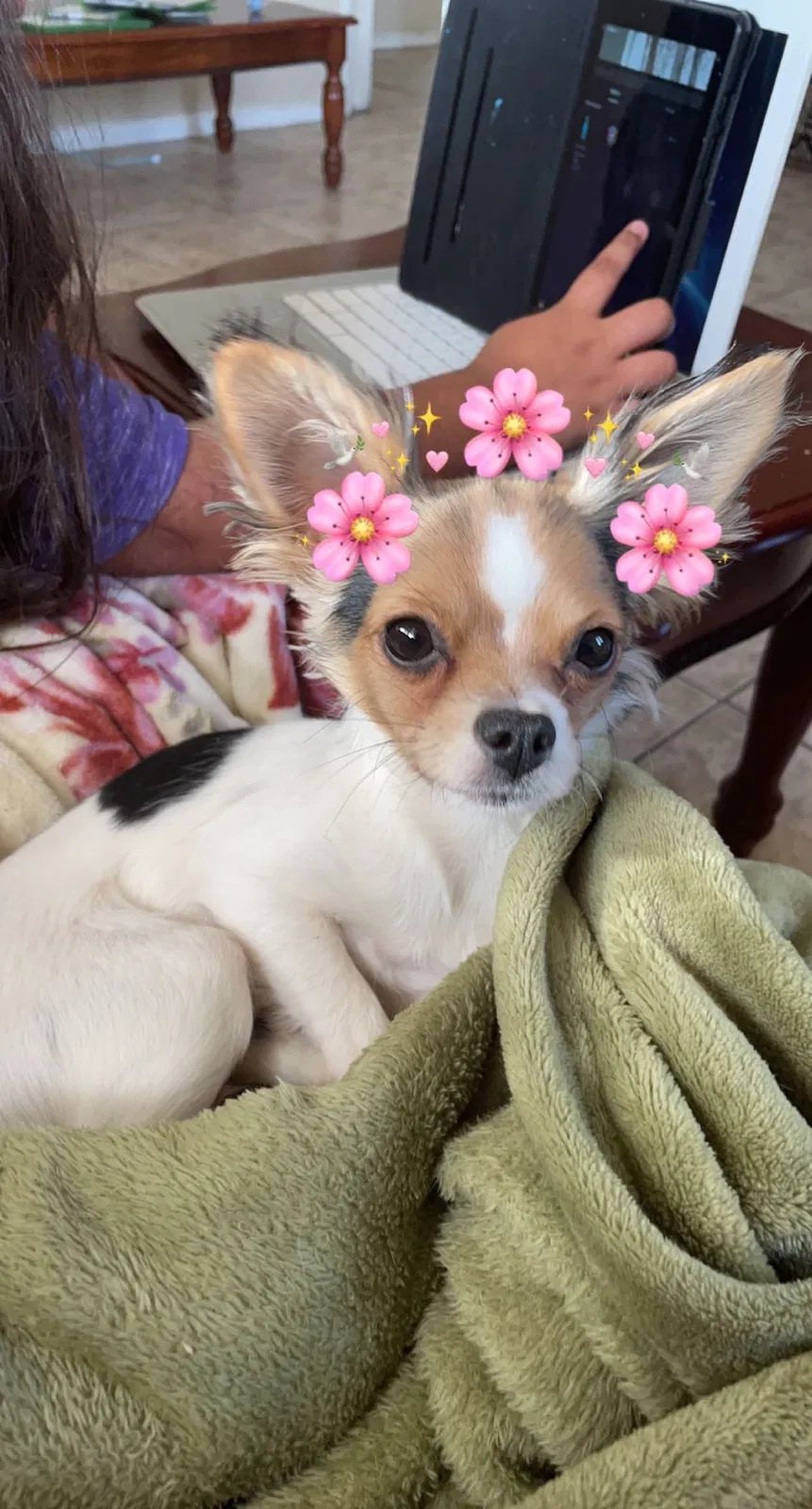 Lost dog in Bakersfield, CA, 93304