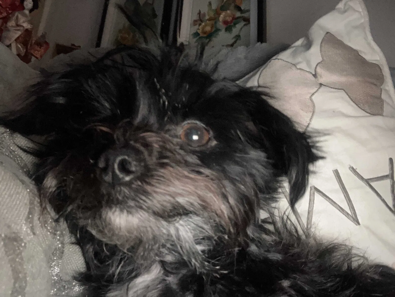 Lost dog in Auburn, WA, 98002