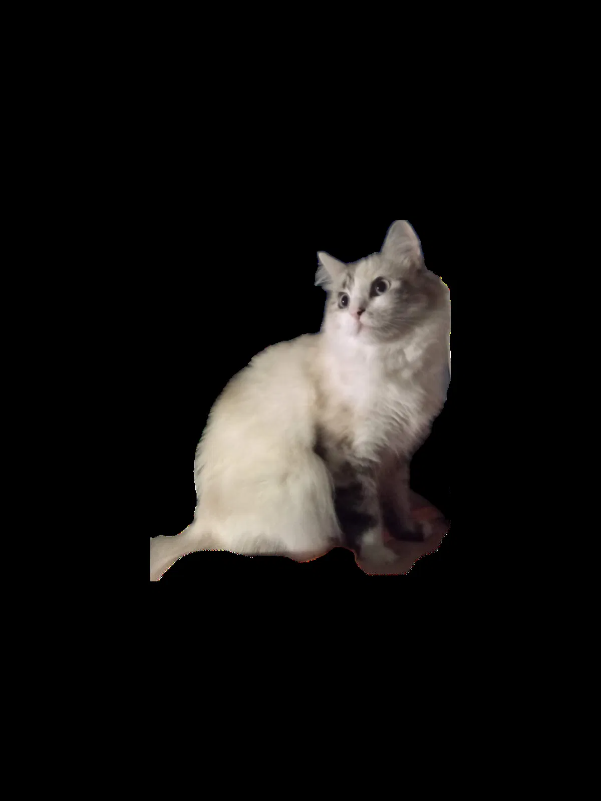 Lost cat in Unknown, OR, 0