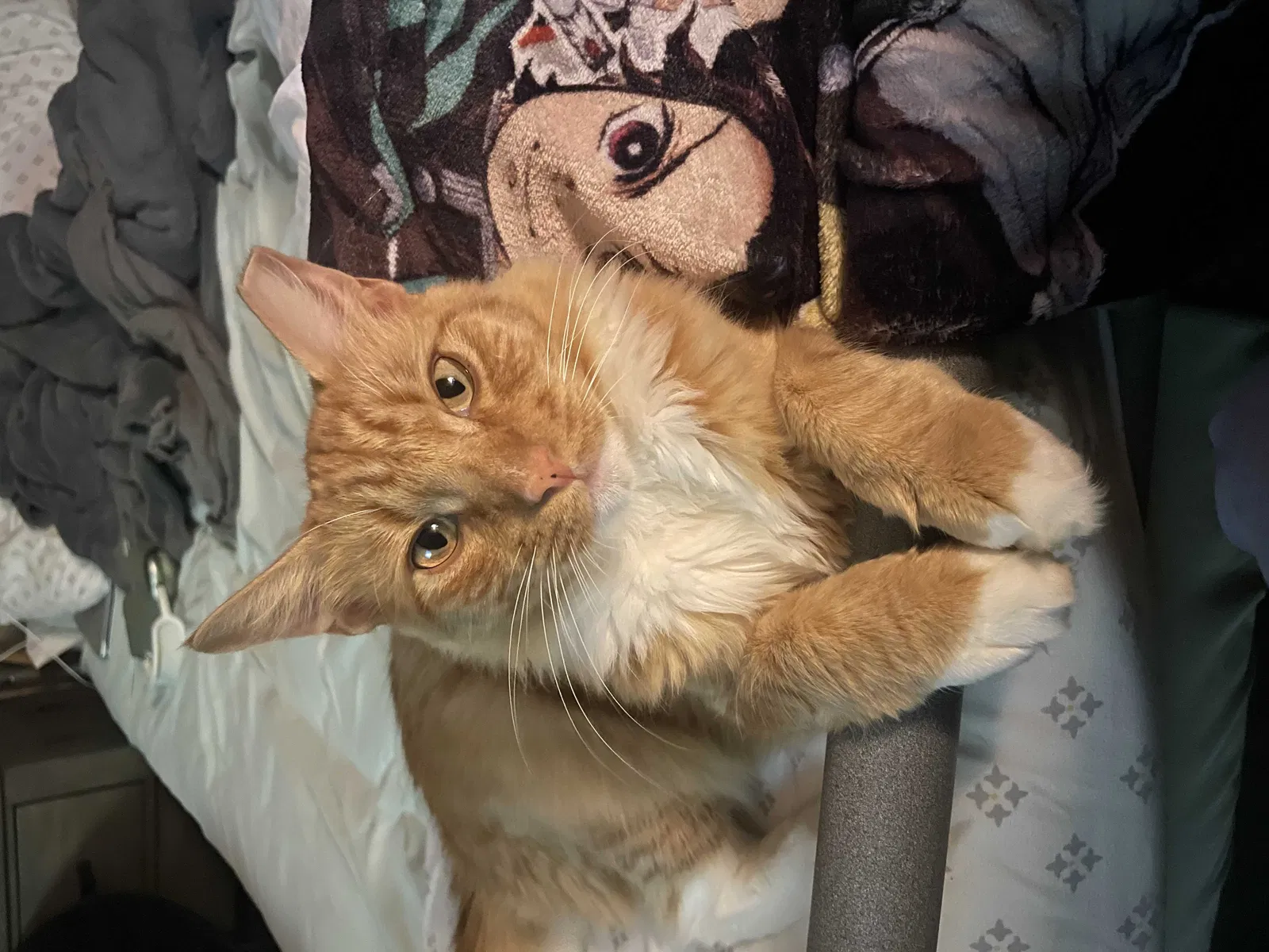 Lost cat in Orlando, FL, 32833