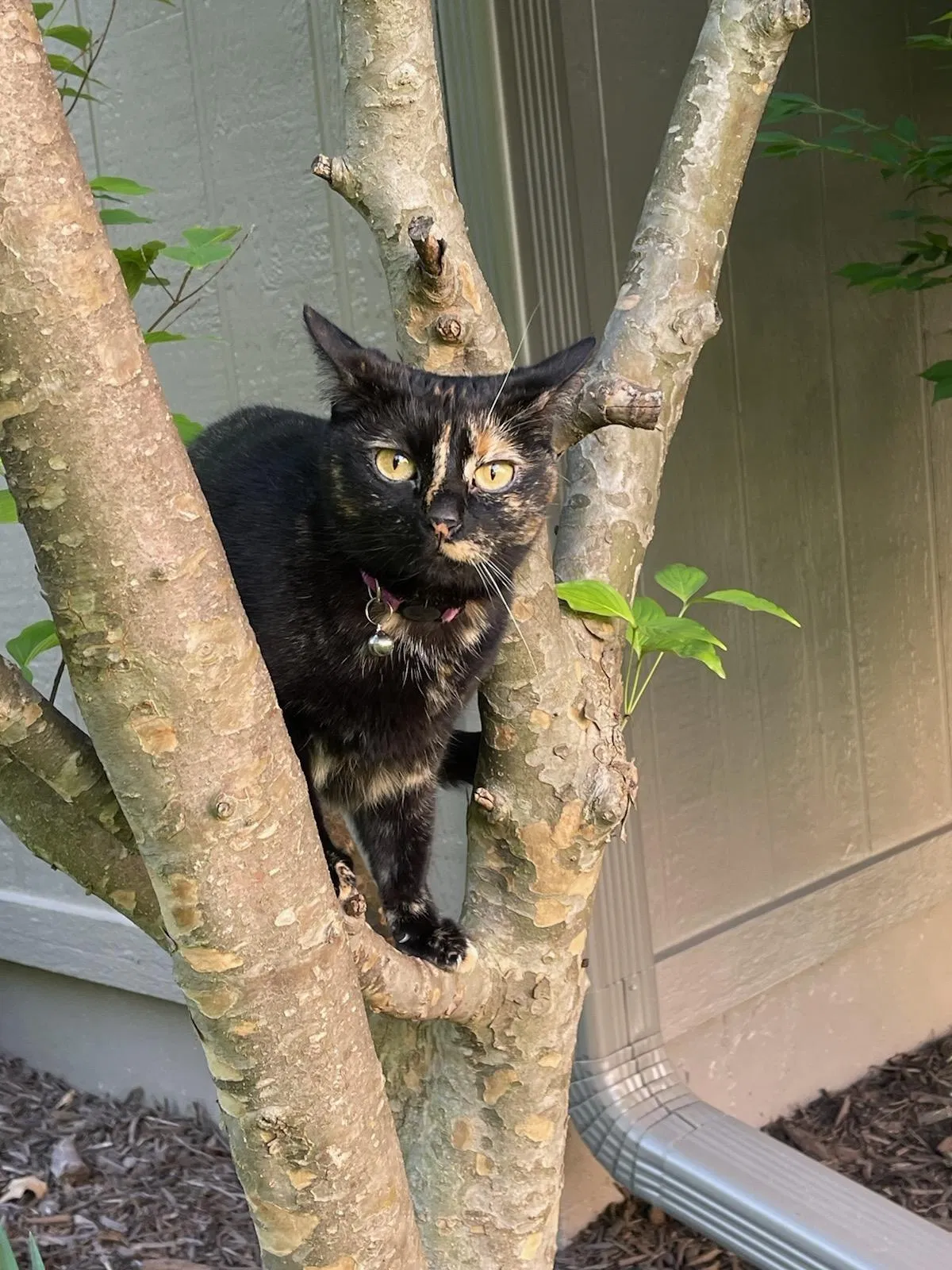Lost cat in Lees Summit, MO, 64081