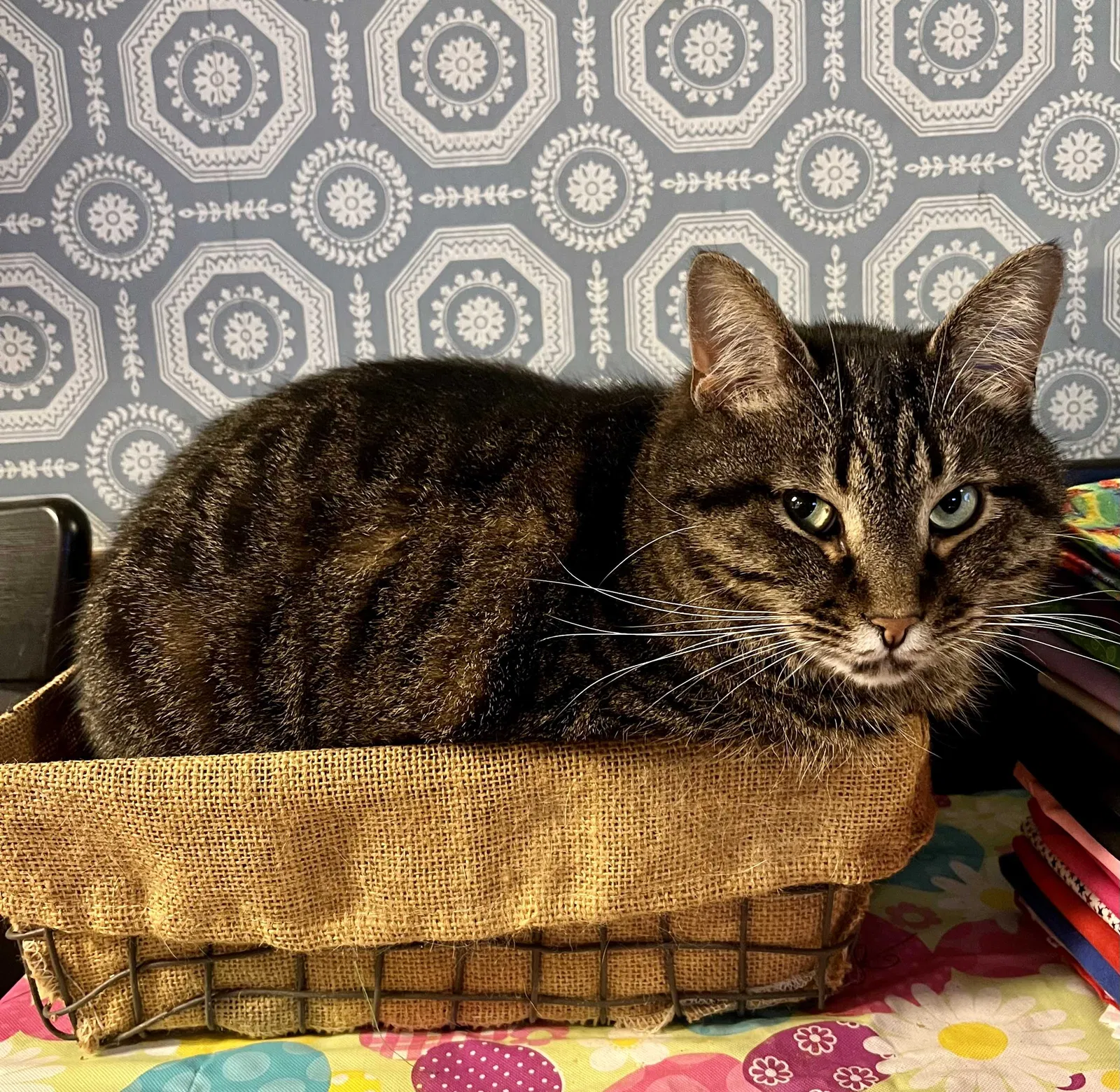 Lost cat in Middlefield, OH, 44062