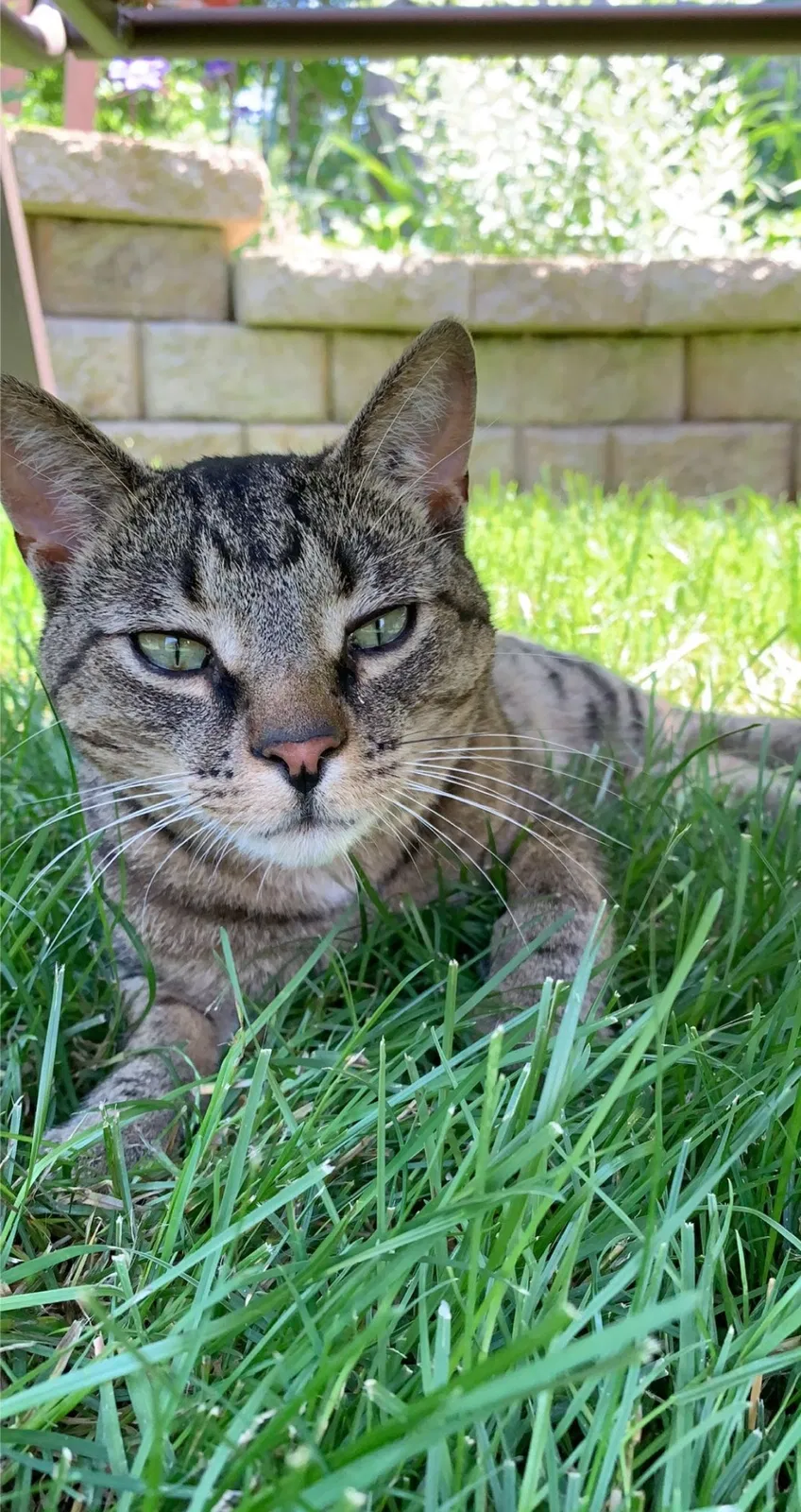 Lost cat in Milwaukee, WI, 53211