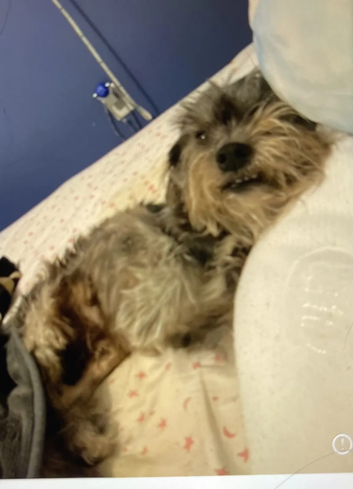 Lost dog in Metairie, LA, 70001