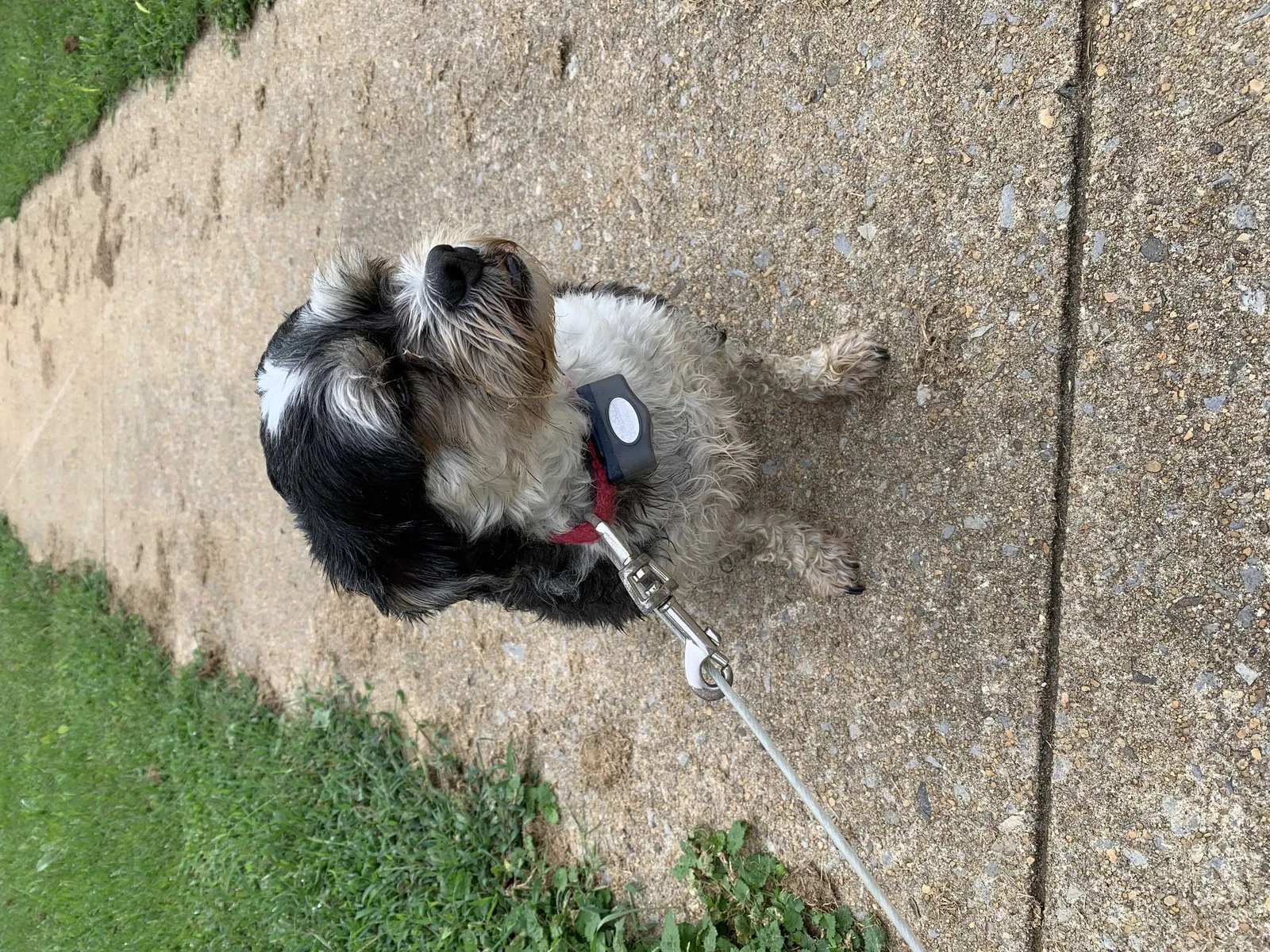 Found dog in Aragon, GA, 30104