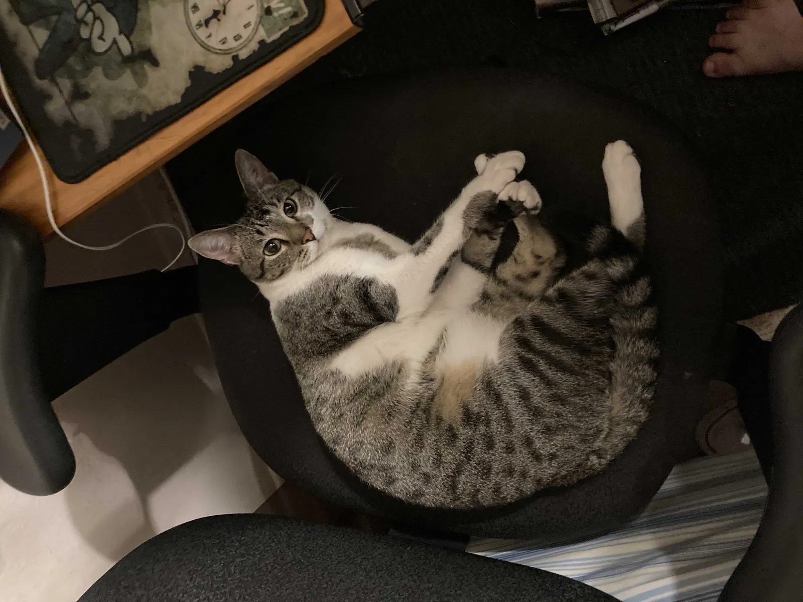 Lost cat in El Paso, TX, 79912