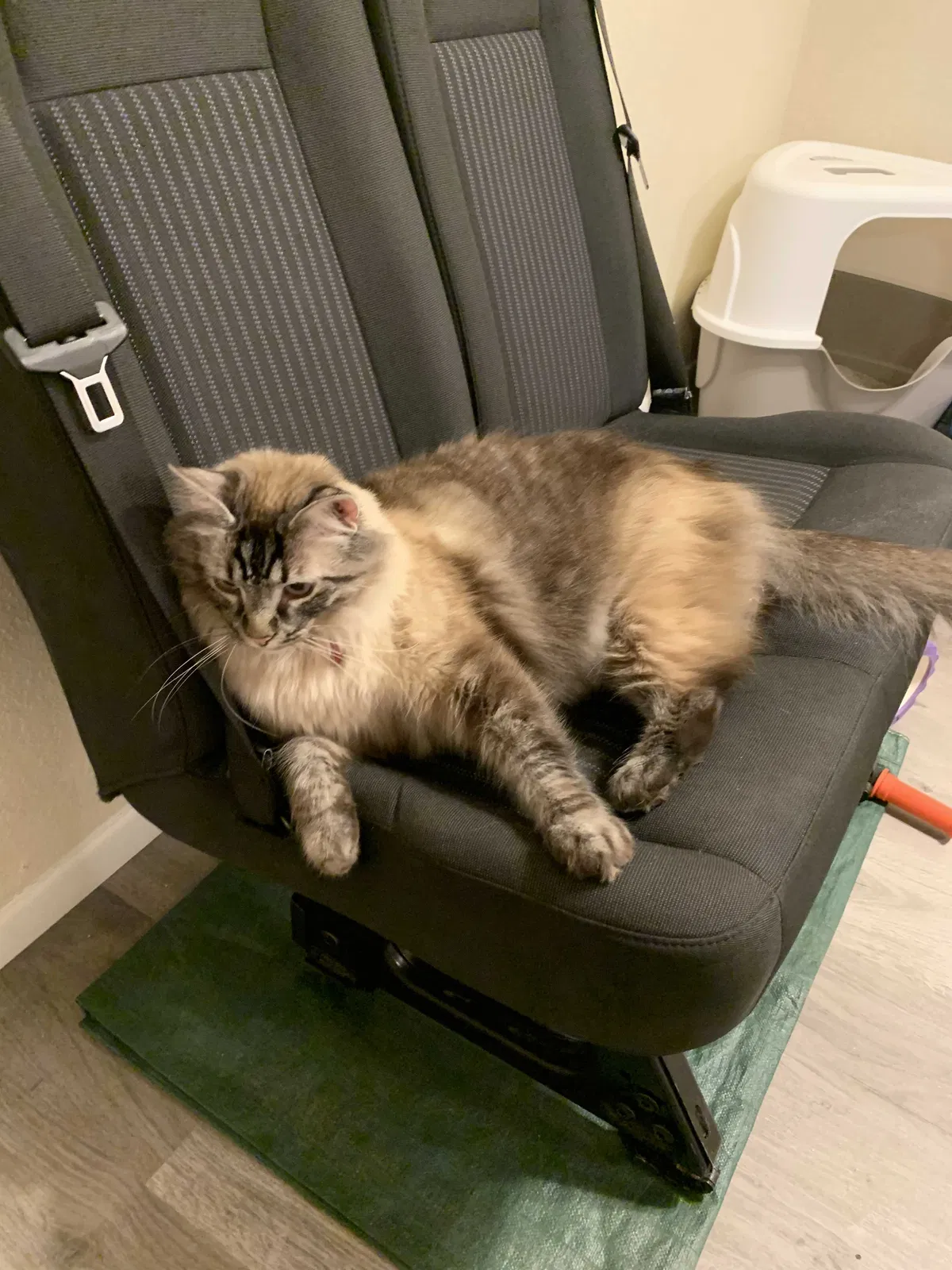 Lost cat in Tucson, AZ, 85715