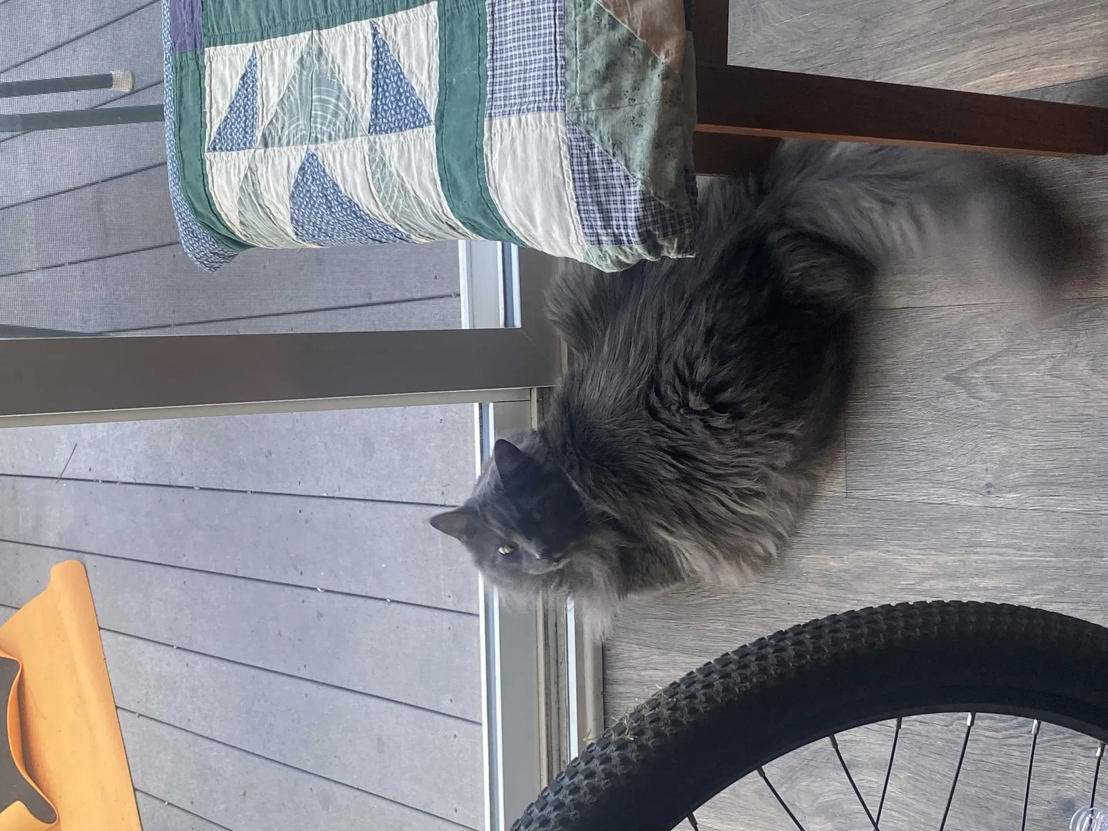 Lost cat in Denver, CO, 80227