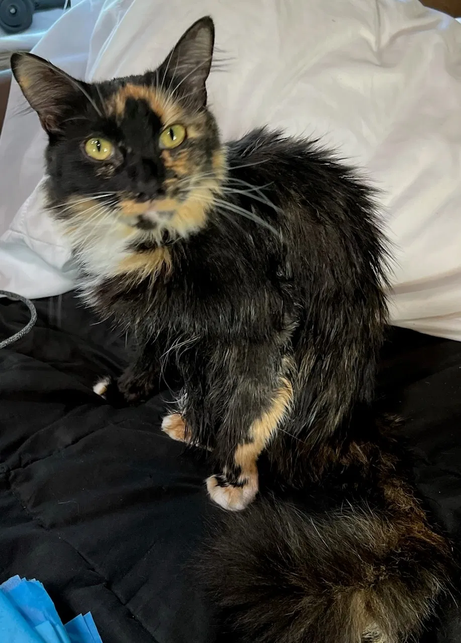 Lost cat in Rancho Santa Margarita, CA, 92688