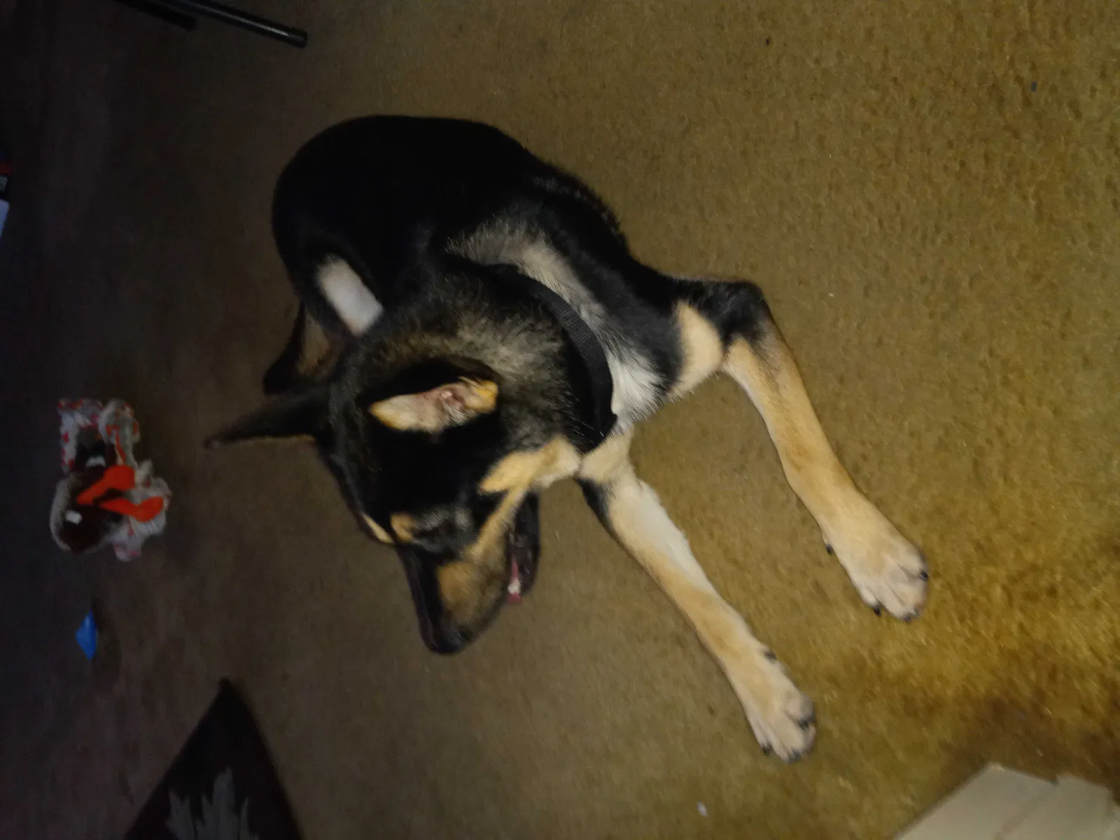 Lost dog in Atlanta, GA, 30312