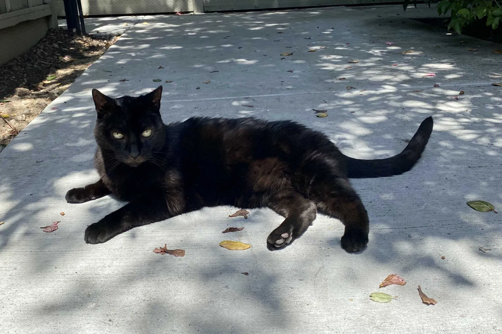 Lost cat in Kirkland, WA, 98033