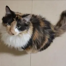 Lost cat in Charleston, WV, 25309