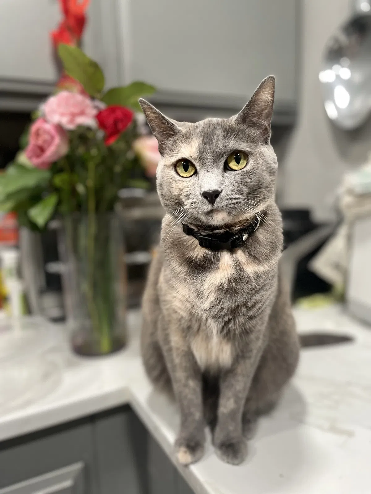 Lost cat in Mira Loma, CA, 91752