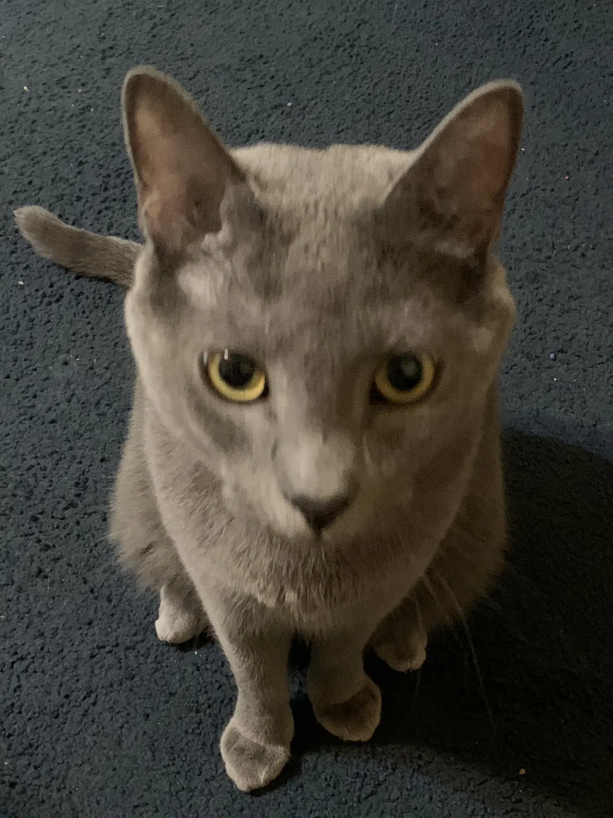 Lost cat in Cincinnati, OH, 45212