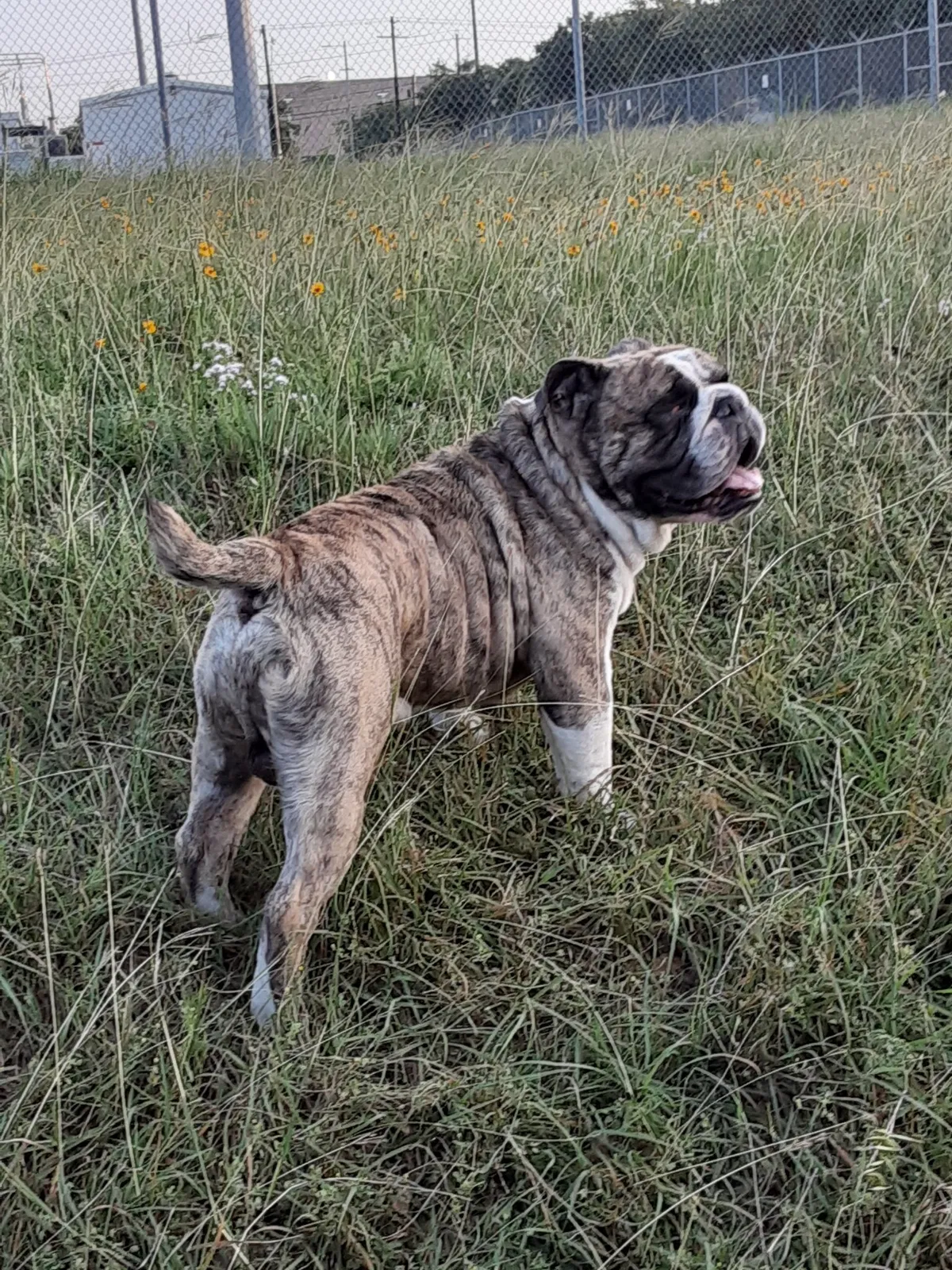 Lost dog in Atascosa, TX, 78002
