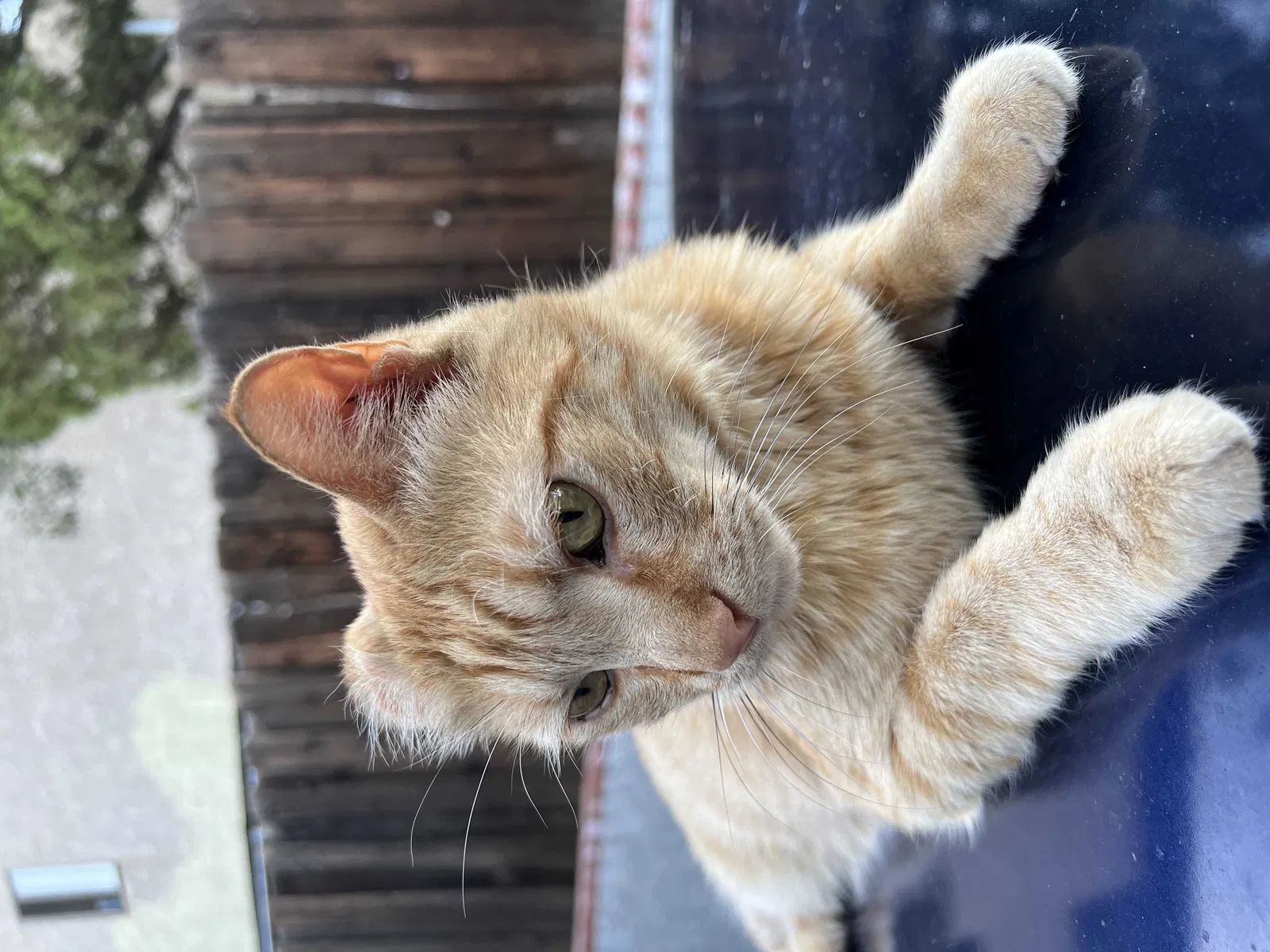 Lost cat in Canyon Country, CA, 91387