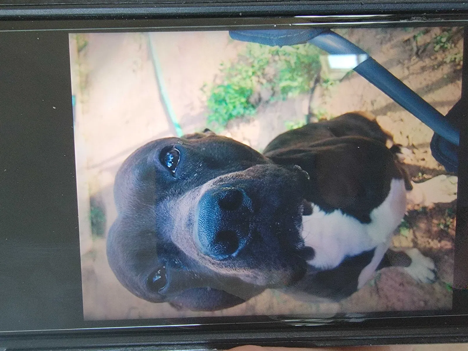 Lost dog in Yoder, CO, 80864