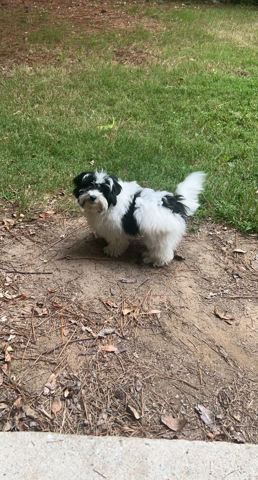 Lost dog in Fayetteville, GA, 30214