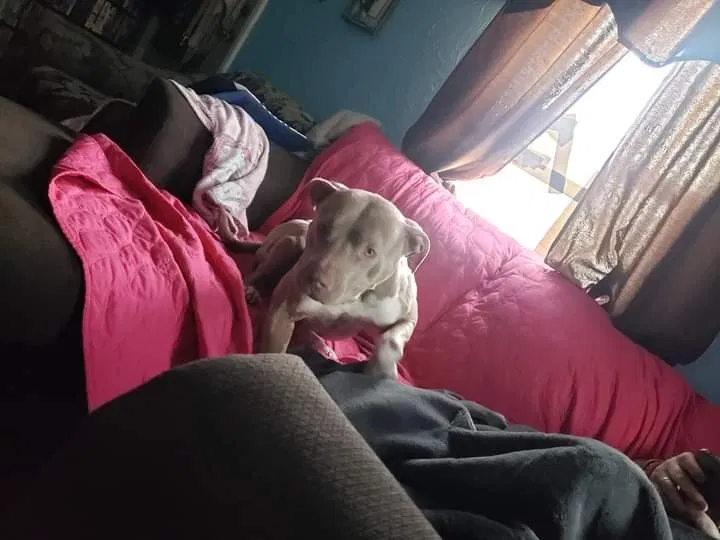 Lost dog in Indianapolis, IN, 46219