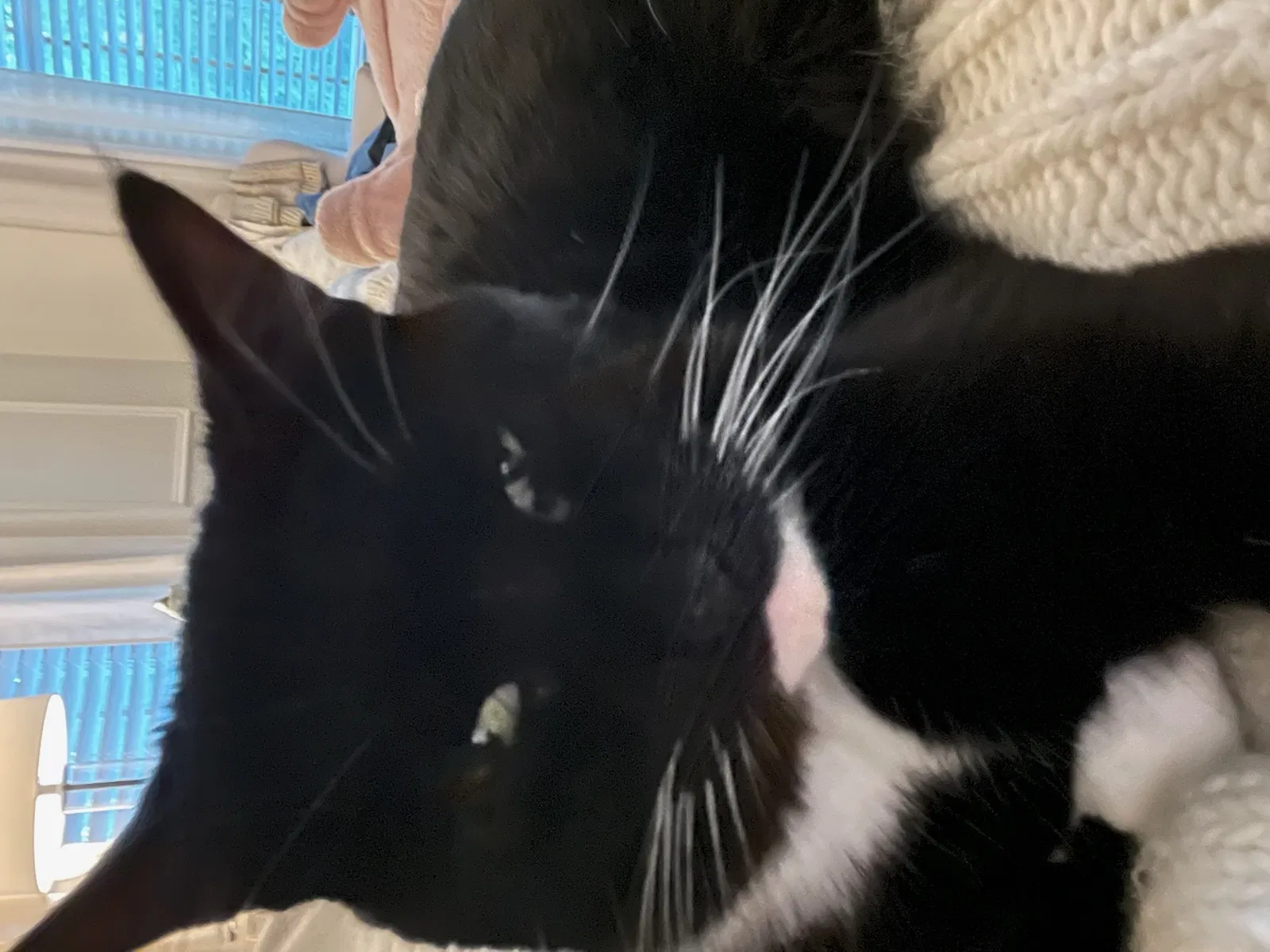 Lost cat in Rockford, MI, 49341