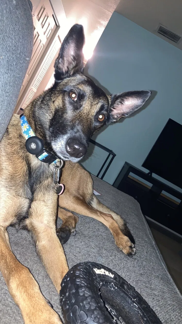Lost dog in Tampa, FL, 33634