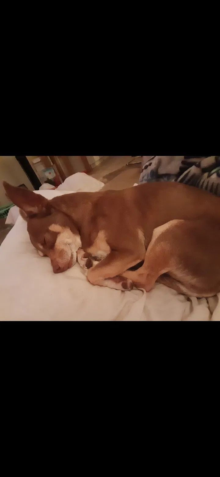 Lost dog in Ocala, FL, 34482