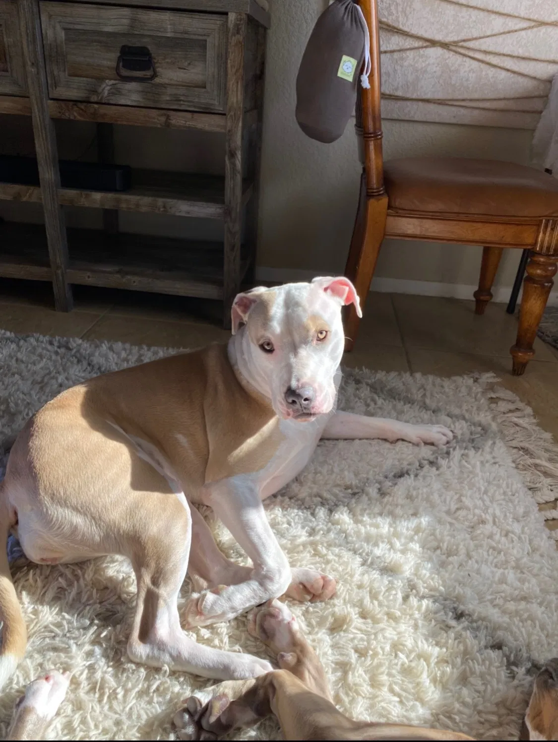 Lost dog in Cathedral City, CA, 92234
